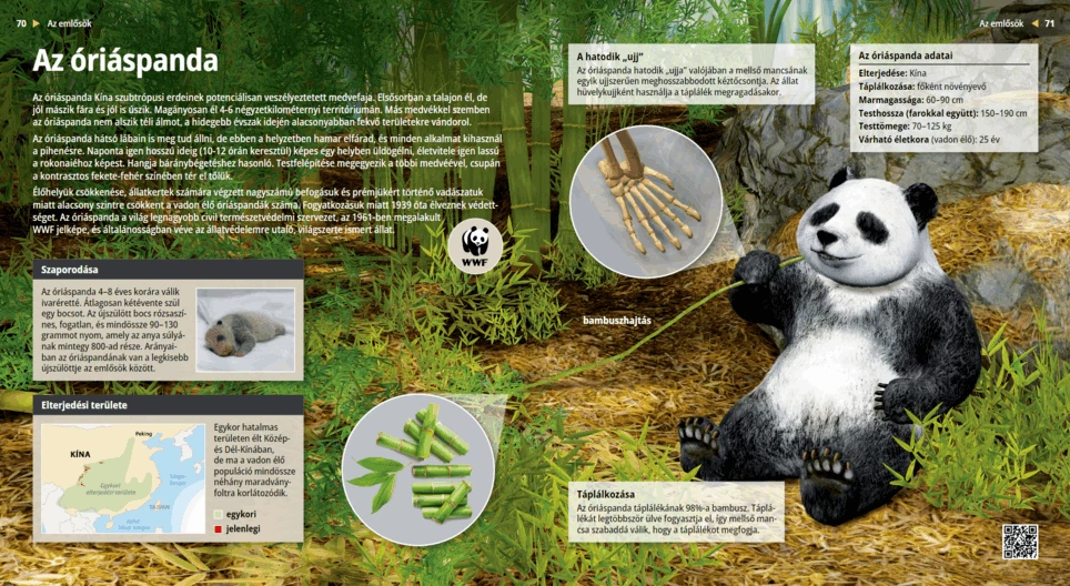 El panda gigante