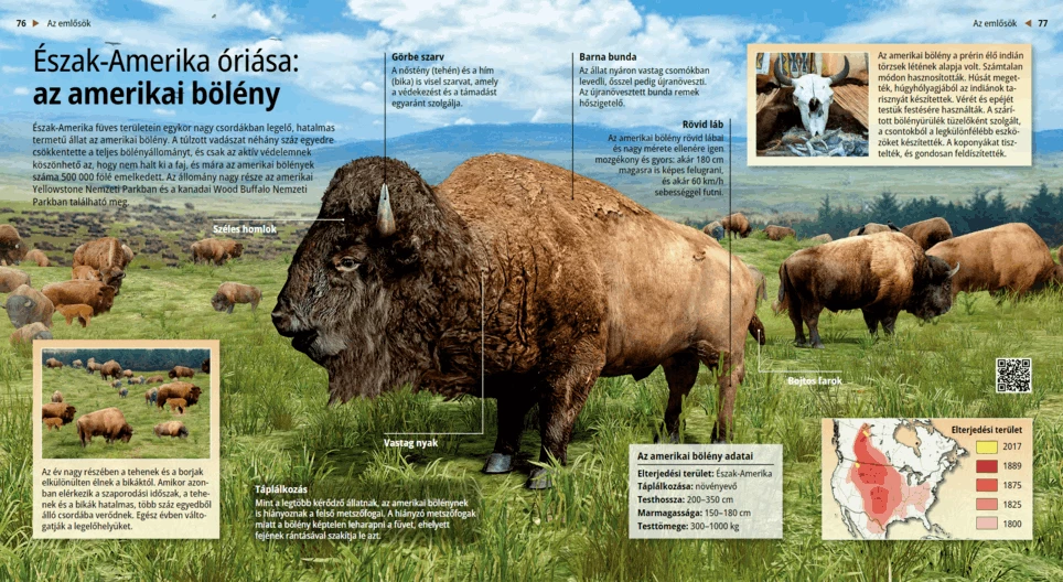 El bisonte americano, el gigante de América del Norte