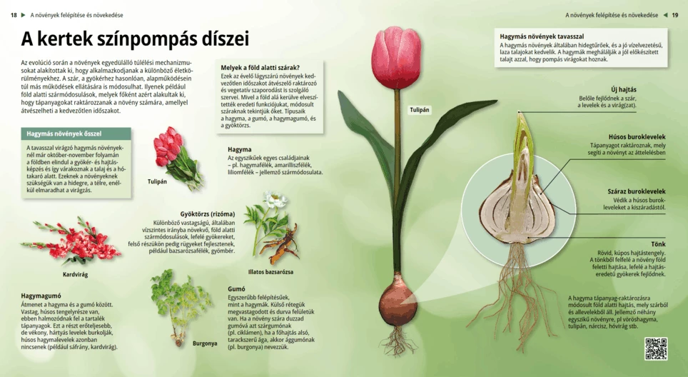 Las coloridas flores de jardín