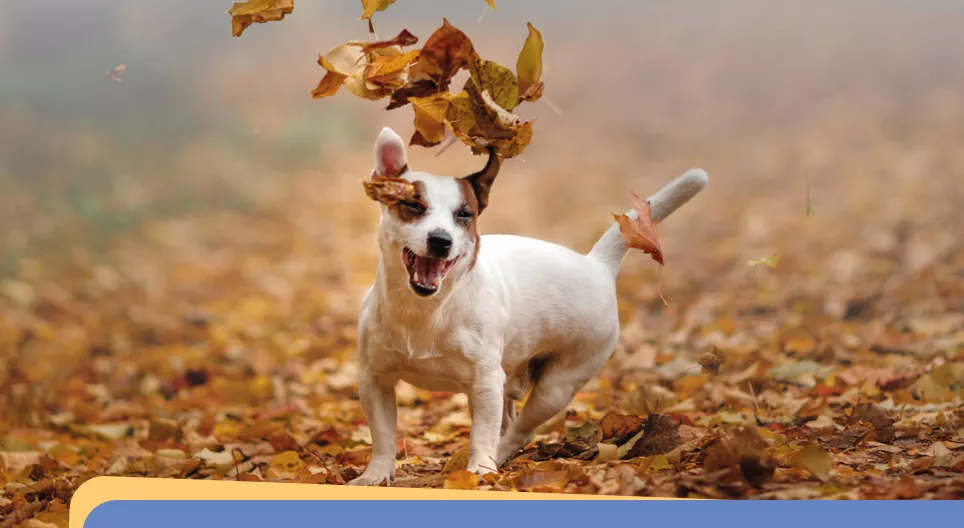 Lesson 6 - Jamie’s autumn photographs