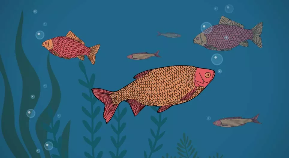 ¿Beben agua los peces?