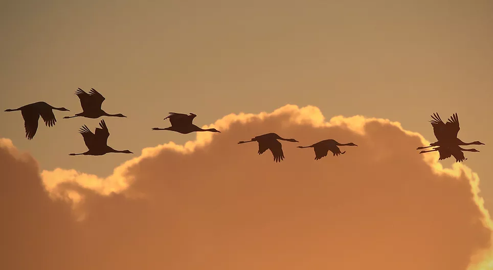 ¿Cómo vuelan las aves? Parte 3