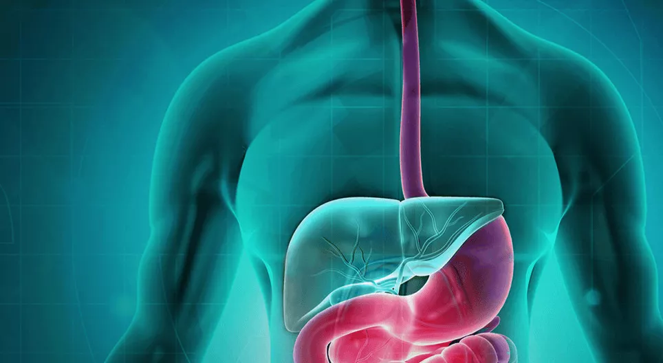 El sistema digestivo 1: De la cavidad bucal al estómago