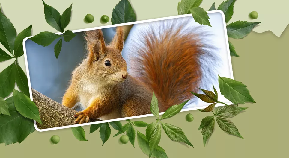 Forest Animals