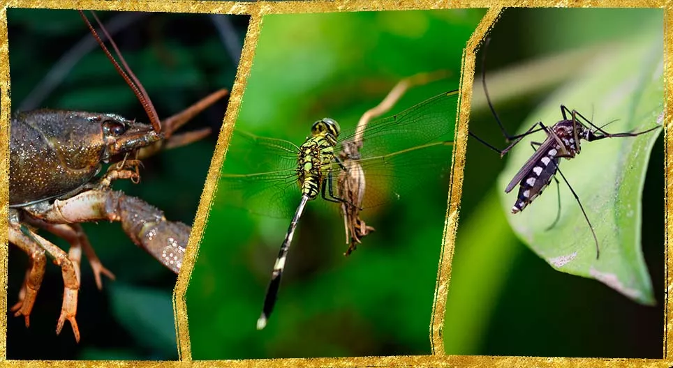 Artrópodos en el agua