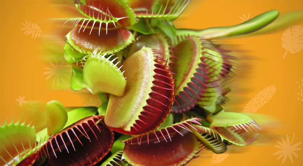 ¿Se mueven las plantas?