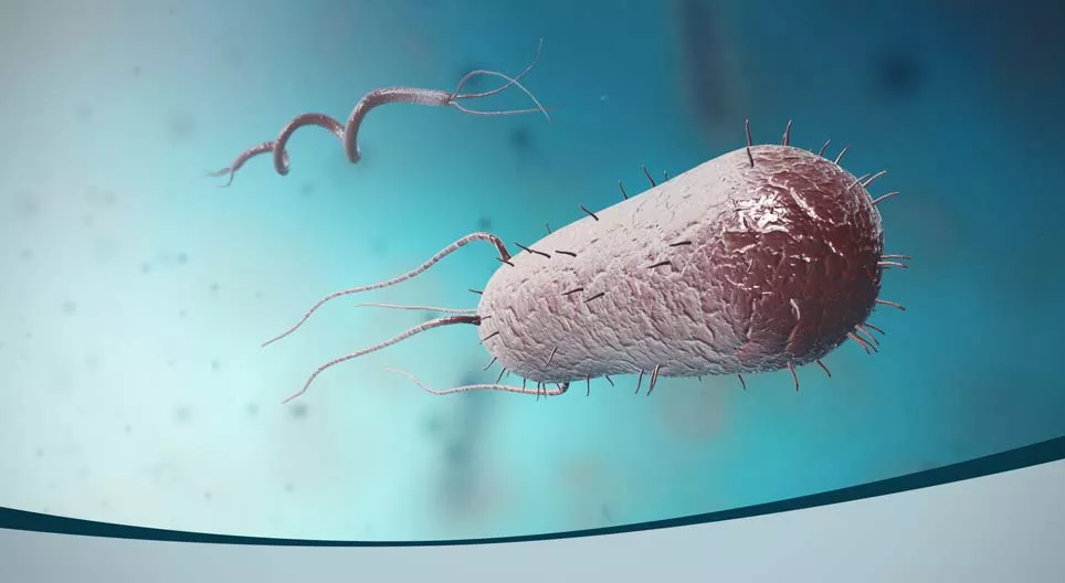 ¿Cuánto mide una bacteria?
