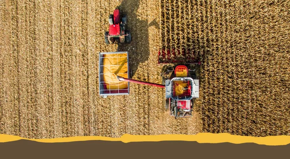 Cultivos agrícolas comunes