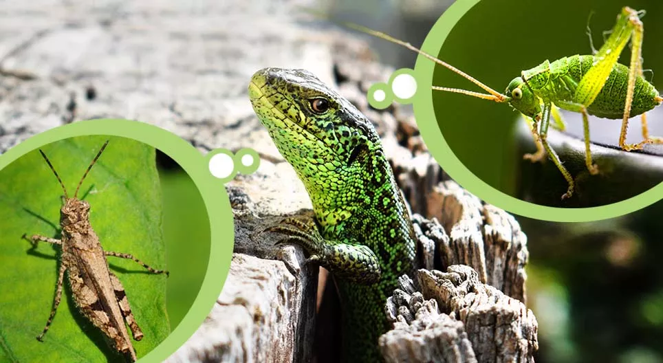 Insectos e insectívoros en el prado