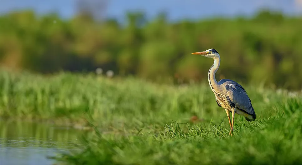Especies acuáticas y de orilla