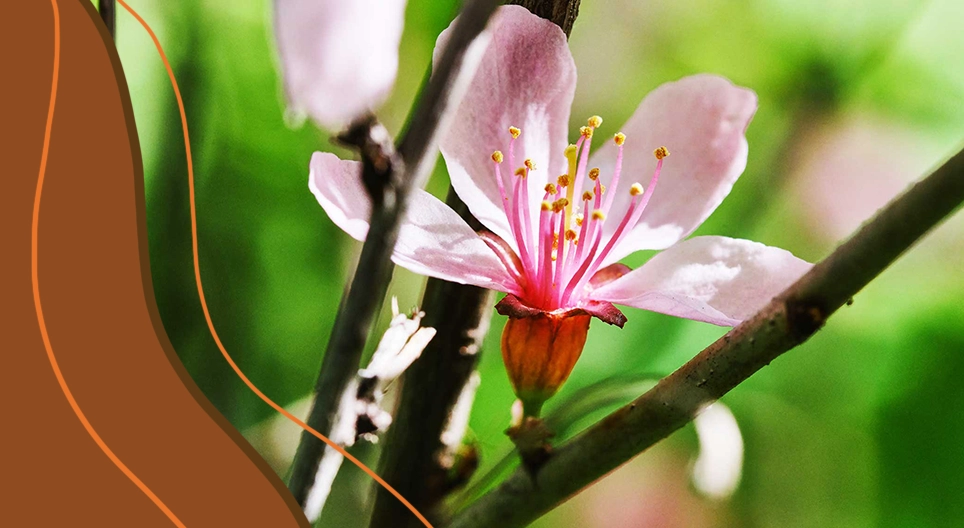 La anatomía de las plantas