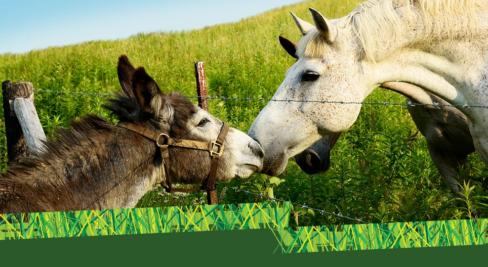 ¿Burro o caballo?