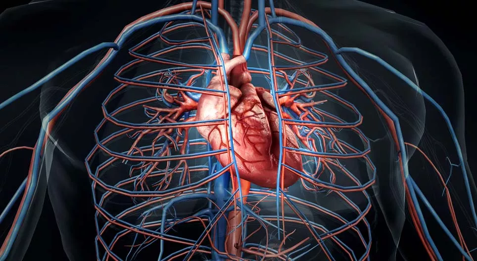 ¿Cómo late el corazón?