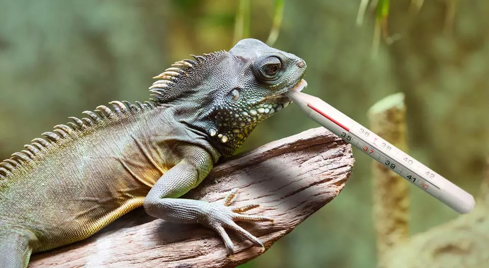 ¿Pueden tener frío los reptiles?