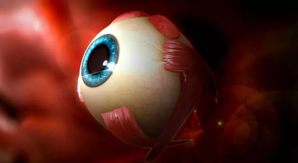 ¿Cómo vemos? El ojo humano