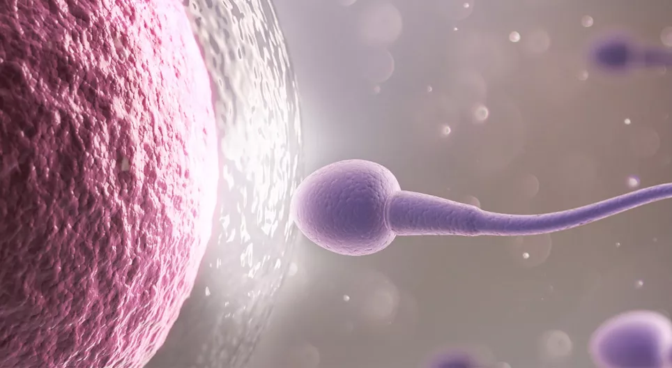 El óvulo y el espermatozoide