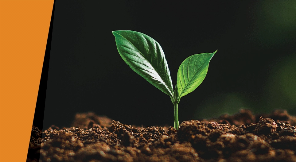 En la oscuridad de la noche