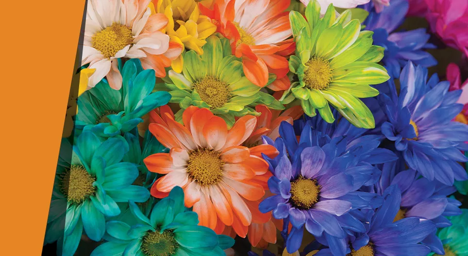 Pétalos de mil colores