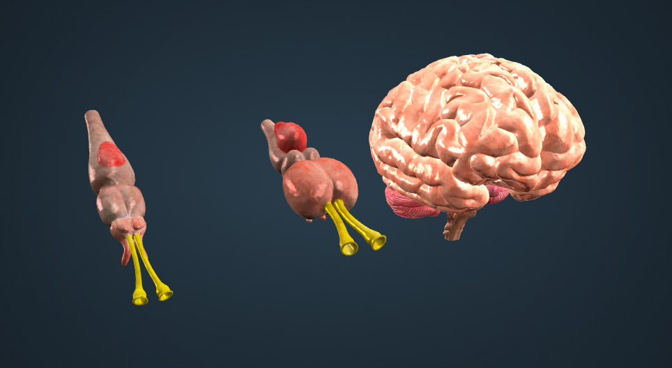La evolución cerebral de los vertebrados