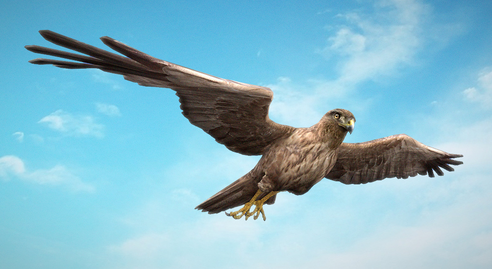 Aguilucho lagunero