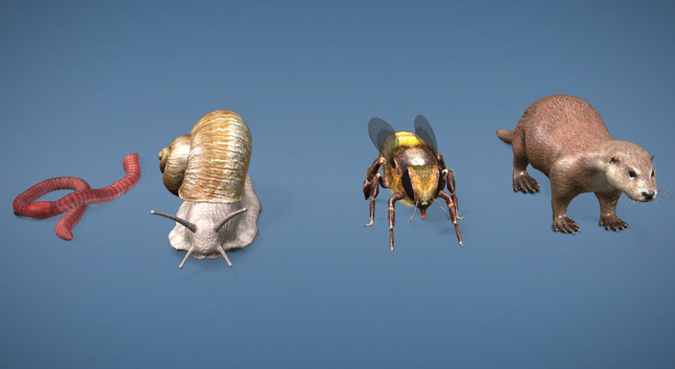 La diversidad de los órganos de la visión