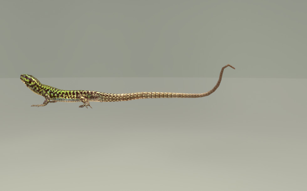 Maltese wall lizard - escena en 3D - US Educación digital y aprendizaje ...