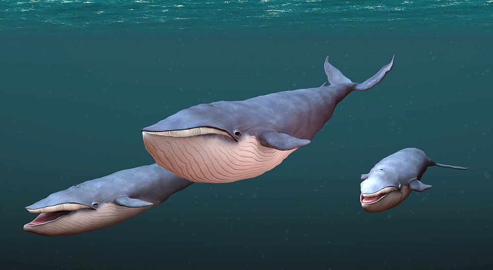 Ballena azul