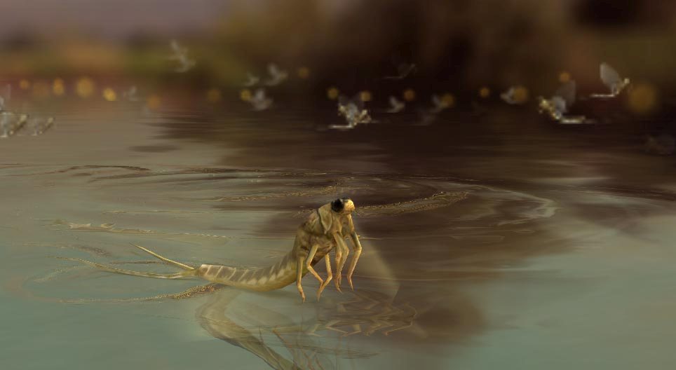 Efímeras de cola larga