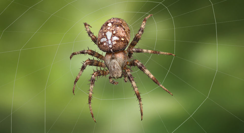 Araña de jardín europea