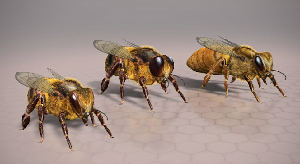 Abeja doméstica