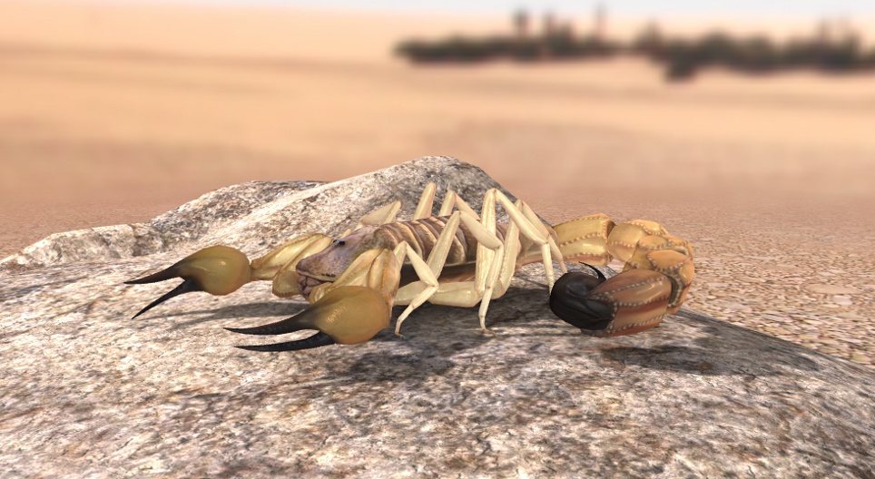 Escorpión de cola gorda