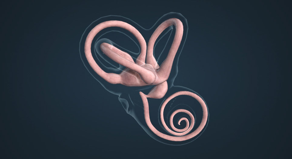 Sentido del equilibrio