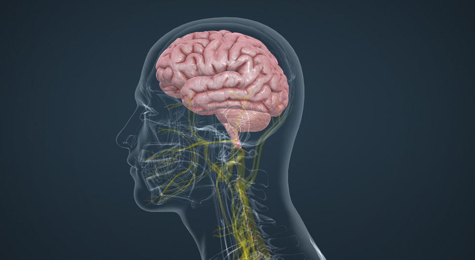 Partes del cerebro humano