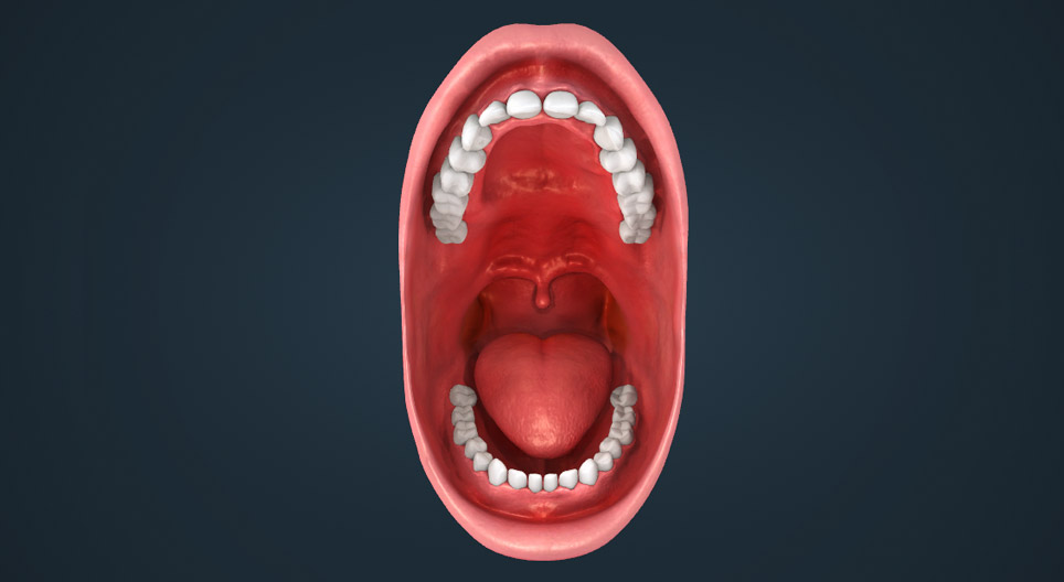 Dentadura humana