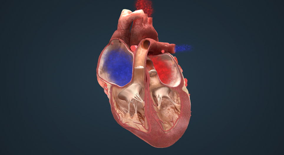 El sistema de conducción eléctrica del corazón