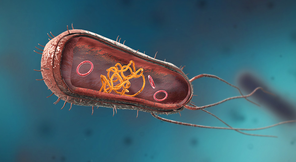 Bacterias (esferas, barras y espirales)
