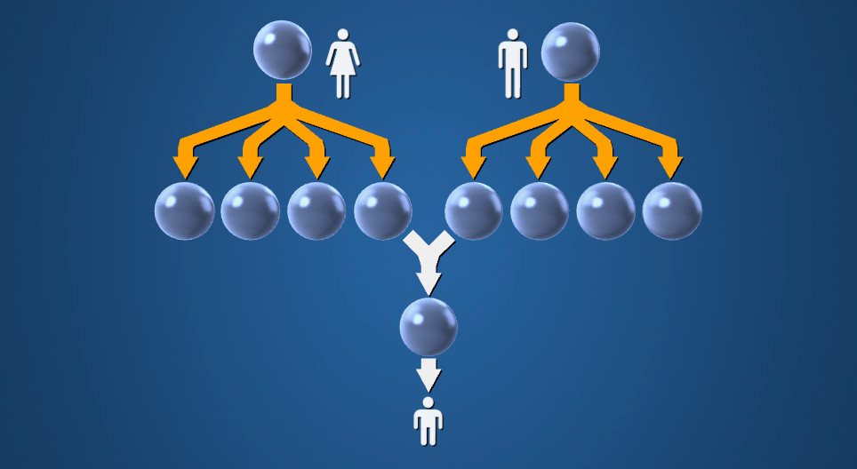 Meiosis