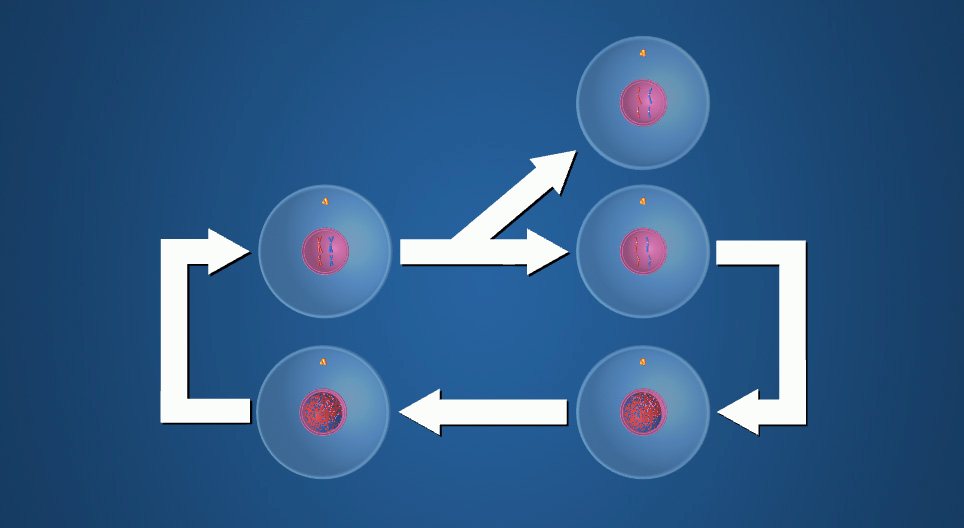 Mitosis