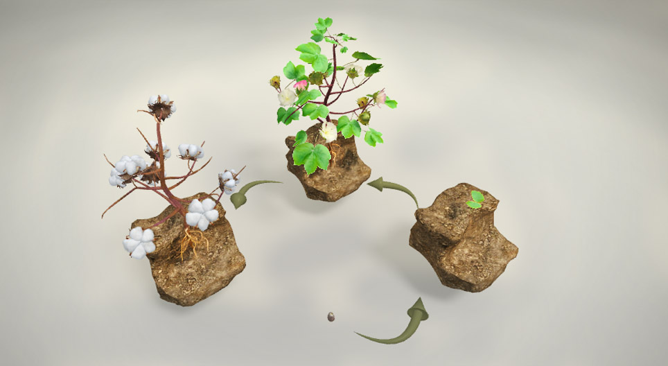 ¿De qué planta se obtiene el algodón?