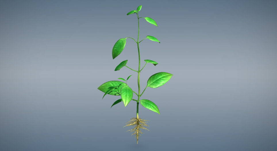 Órganos vegetativos de las plantas