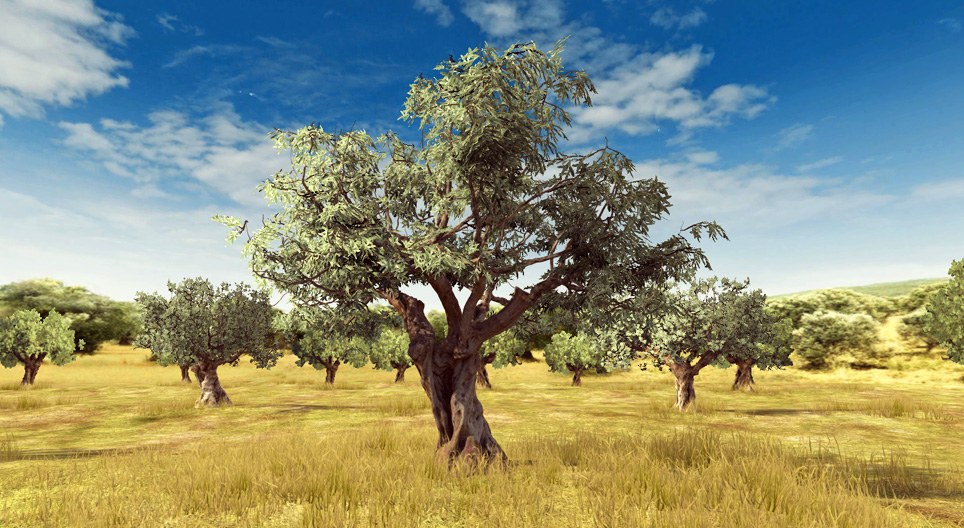 Olivo