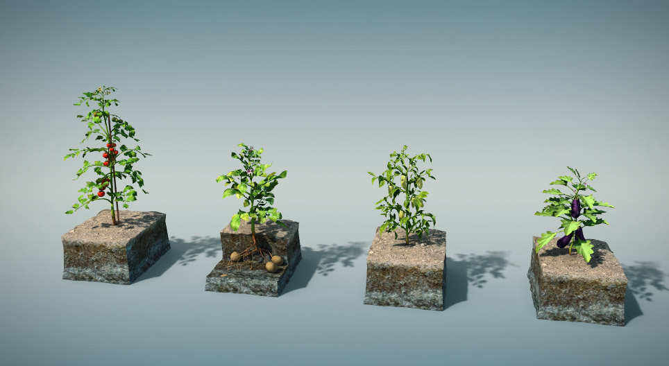 Plantas solanáceas comestibles