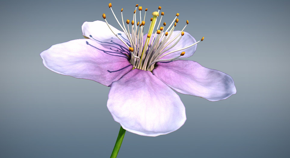 Flor