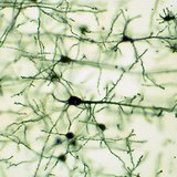 Nervous tissue