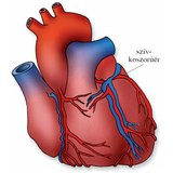 A szív és a koszorúerek