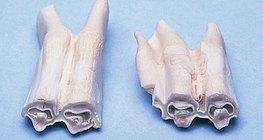 Molares selenodontos