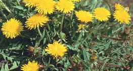 Diente de león (meacamas)