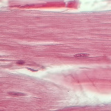 Tendon (longitudinal section)