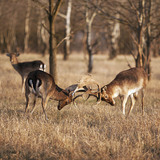 Fighting fallow deer