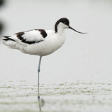 Pied avocet